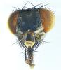 Phaonia tuguriorum